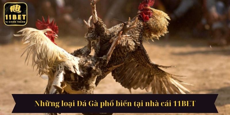 Những loại Đá Gà phổ biến tại nhà cái 11BET