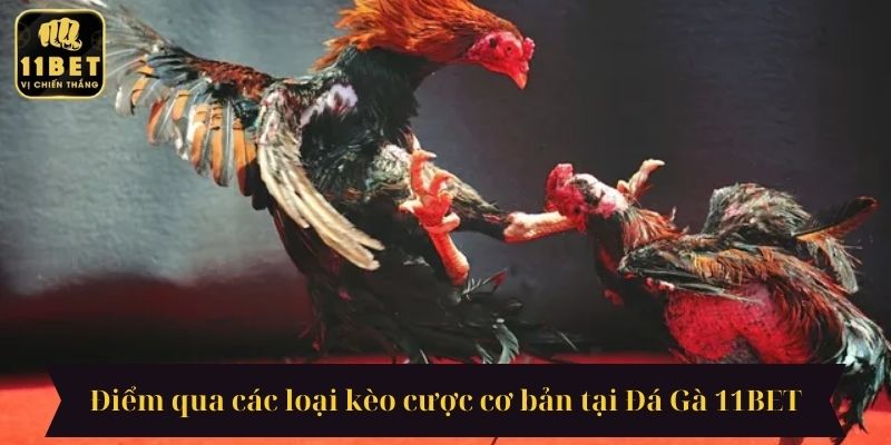 Điểm qua các loại kèo cược cơ bản tại Đá Gà 11BET