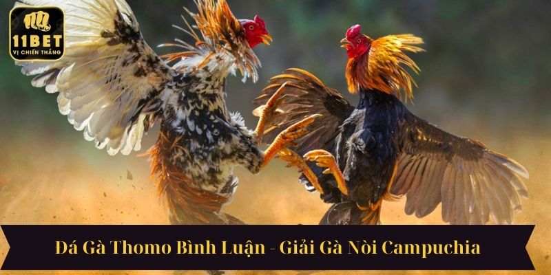 Đá Gà Thomo Bình Luận - Giải Gà Nòi Campuchia