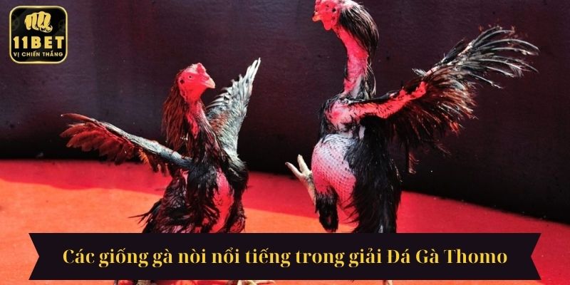 Các giống gà nòi nổi tiếng trong giải Đá Gà Thomo